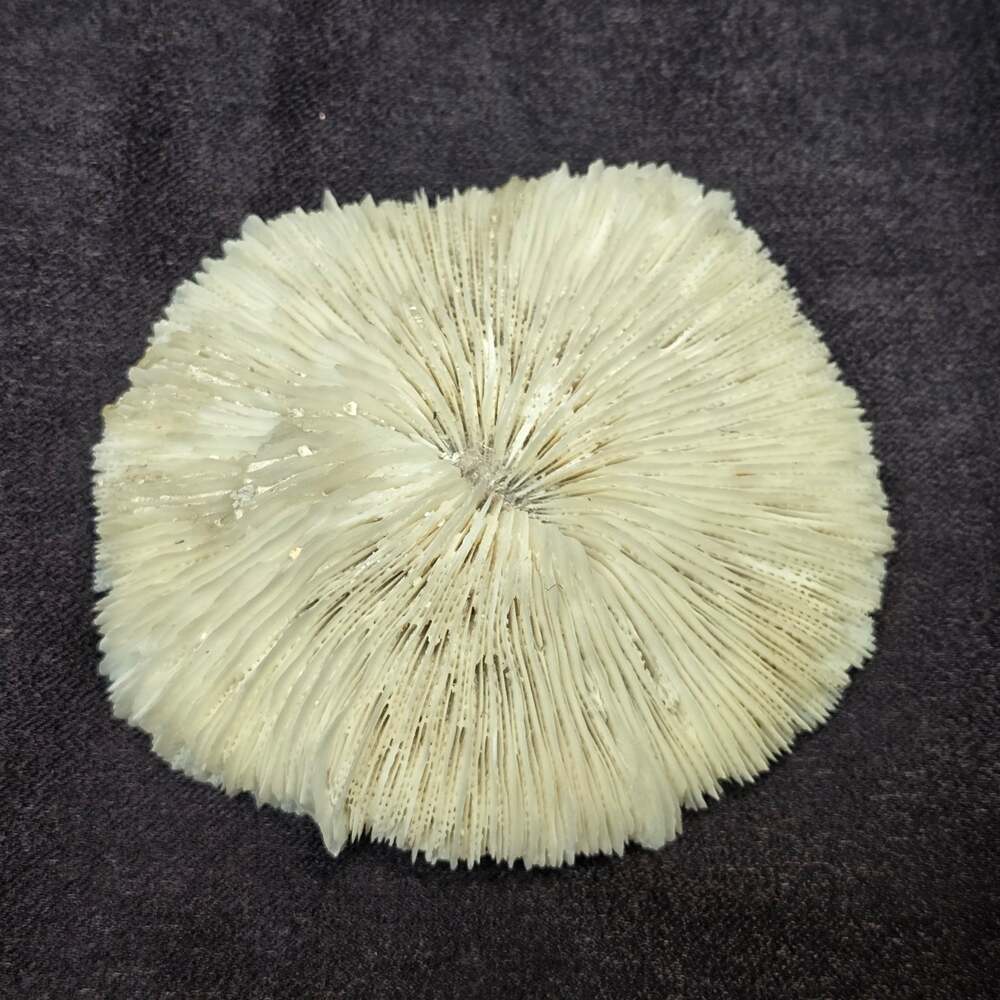 Natural White Dried Mushroom Skeleton Coral Reef Stone Ocean Treasure Display